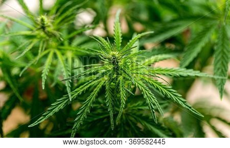 Cannabis Plant In The Garden,cannabis Is A Genus Of Flowering Plants In The Family Cannabaceae.