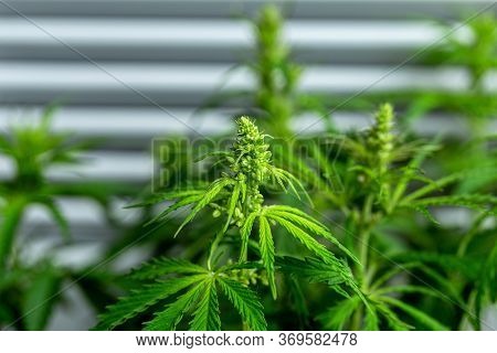 Cannabis Plant In The Garden,cannabis Is A Genus Of Flowering Plants In The Family Cannabaceae.