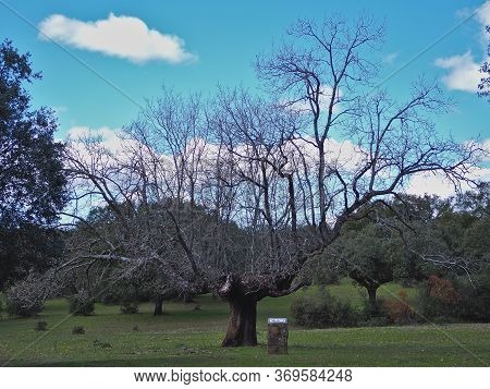 Gigantic Oak In The Pasture Of Montehermoso