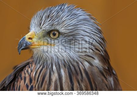 Red Kite - Milvus Milvus Portrait Close-up On Brown Background