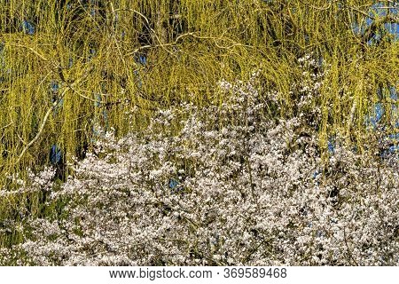 Yellow Weeping Willow White Flowers Spring Larsen Lake Blueberry Farm Public Park Bellevue Washingto