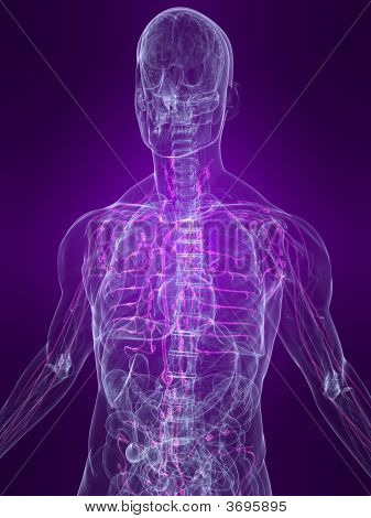 Wyróżnione układ limfatyczny