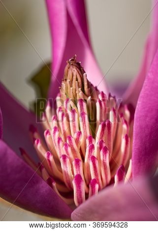 Tulip Magnolia (magnolia Liliiflora), Close Up Image Of The Flower Head