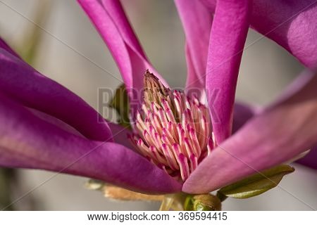 Tulip Magnolia (magnolia Liliiflora), Close Up Image Of The Flower Head