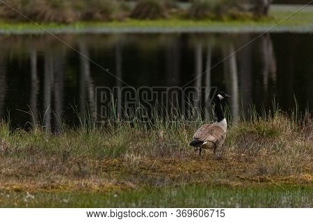 Mother Canada Goose With Gossling Sitting In A Moss In A Swamp. Knuthojdmossen, Sweden.