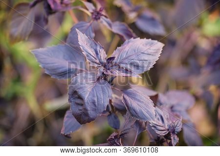 Baselik Dark Opal. Selective Focus. Ocimum Basilicum Dark Opal. Dark Basilica Leaves.seasoning Of Ba
