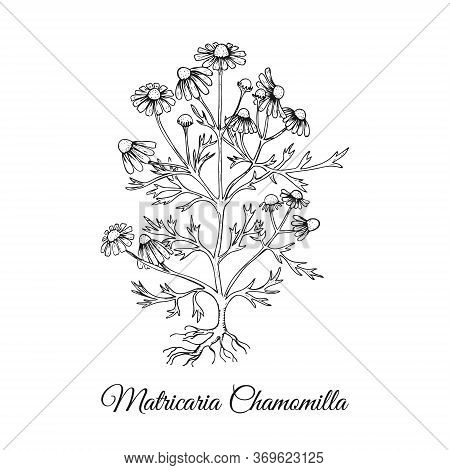 Painted Hand Drawn Bush Of Blossoming Chamomilla