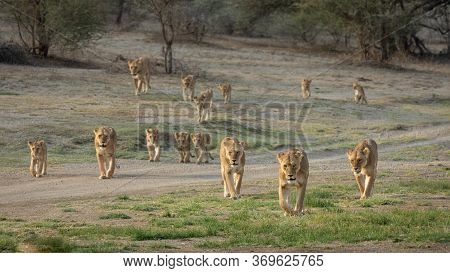 Big Pride Of African Lions Walking Together In Ndutu Tanzania