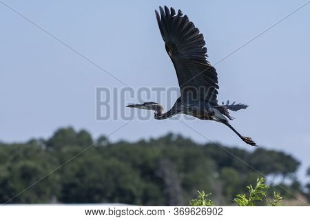 Great Blue Heron With Its Powerful Wings Extend Out Wide As It Takes Flight Over A Tree On A Lake Sh
