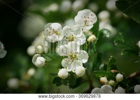Flowers Of A Single-spurred Hawthorn (crataegus Monogyna) In Spring