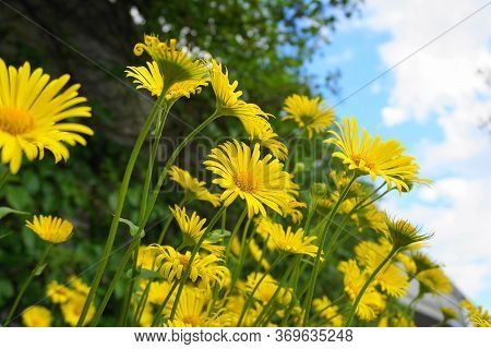 Doronicum Orientale Yellow Flower Close Up On Blue Sky With Clouds Background. Also Known As Leopard