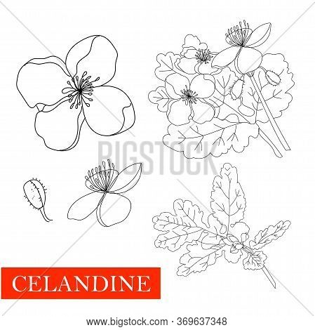 Annual Herbaceous Plant Celandine, Celandine Root, Medicinal Plant. Non-traditional Medicine .. Line