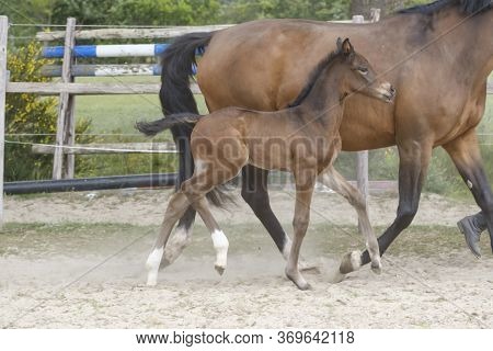 Little Brown Foal, Trosts Next To The Mother, One Week Old, During The Day With A Countryside Landsc