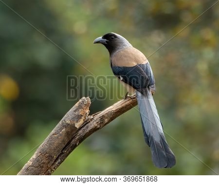 A Grey Treepie (dendrocitta Formosae), Also Known As The Himalayan Treepie Perched On A Tree Branch 