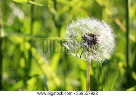 One Beautiful Dandelion In Summer So Close