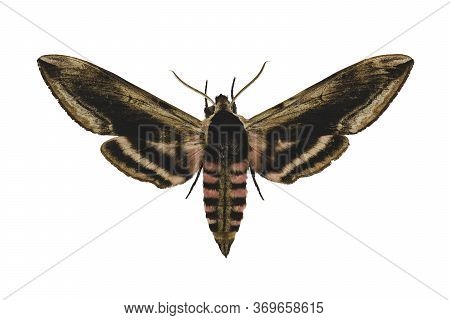 Privet Hawk Moth (sphinx Ligustri L.) Isolated On White Background