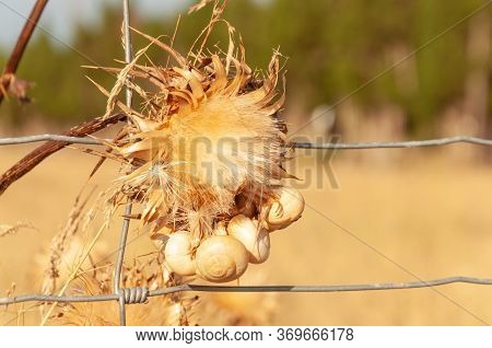 Dried Thistle Flower (silybum Marianum) With White And Yellow Snails Clinging To Its Stem. Island Of