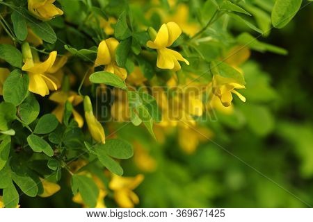Caragana Arborescens (yellow Acacia),floral Background.yellow Flowers In The Spring Evening.