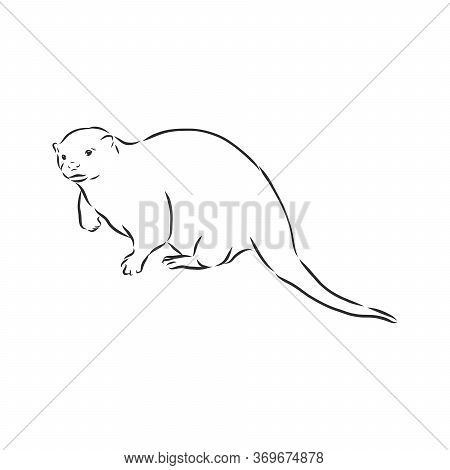 Vector Animal River Common Otter, Otter, Sea Otter, Vector Sketch Illustration