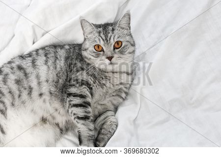 Pure White Cat Sleeping On White Bedding, Cozy Home And Relax Concept, Cute Little Cat. Scottish Whi