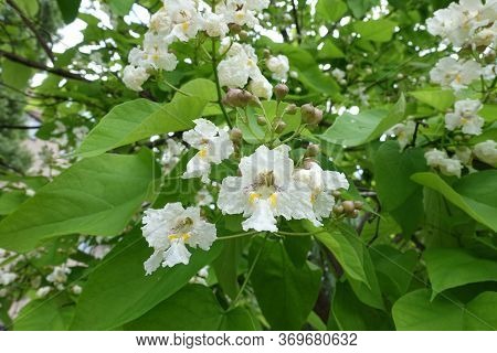 Closed Buds And Opened White Flowers Of Catalpa In June