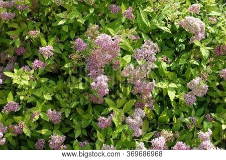 Backdrop - Light Pink Flowers In The Leafage Of Korean Spiraea