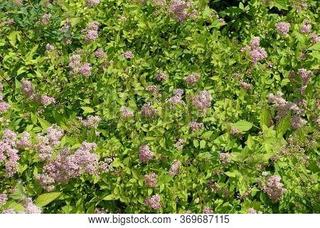 Background - Yellowish Green Leaves And Light Pink Flowers Of Japanese Meadowsweet