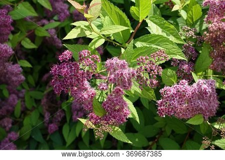 Blossoming Branch Of Japanese Meadowsweet In June