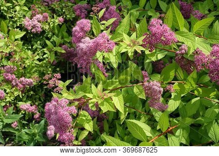 Branches Of Blossoming Japanese Meadowsweet In June