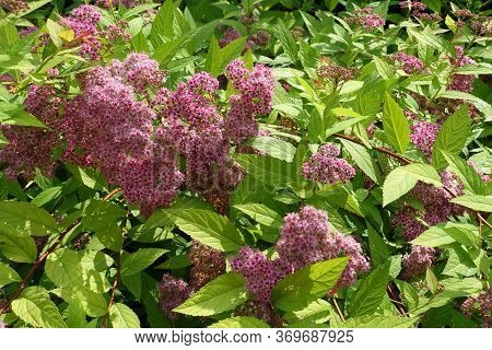 Bright Pink Flowers In The Leafage Of Japanese Meadowsweet In June