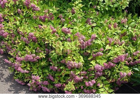 Bush Of Japanese Meadowsweet In Full Bloom In June