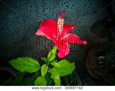 Hibiscus (gurhal) Blooming Flower And Green Leaves In The Garden