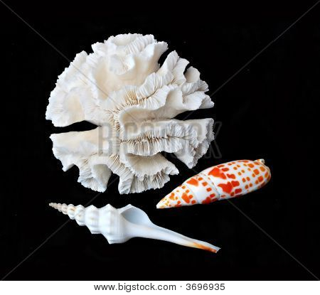 Koraller og muslingeskaller