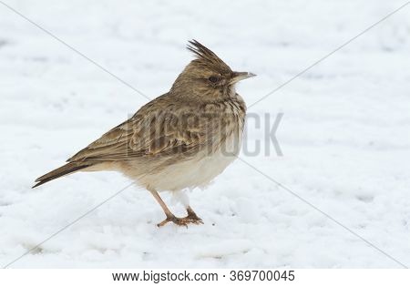 Crested Lark, Galerida. A Bird Walks Through The Snow In Search Of Food
