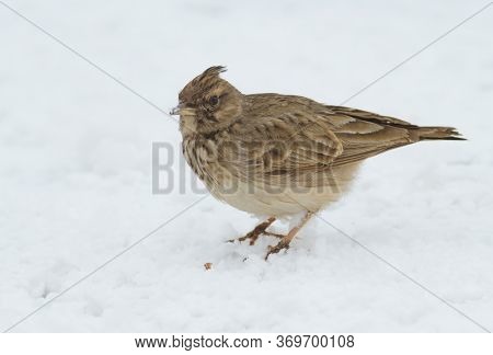 Crested Lark, Galerida. A Bird Walks Through The Snow In Search Of Food