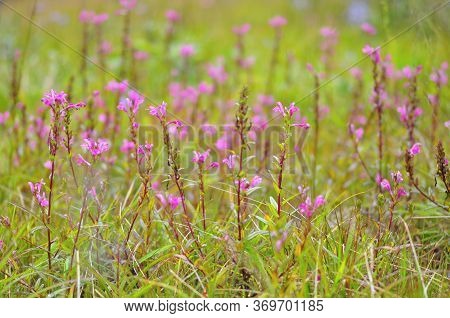 Naga Crested Flower, Purple Flower In Full Bloom, In Bright Sunlight And Blurred Background, Phu Soi