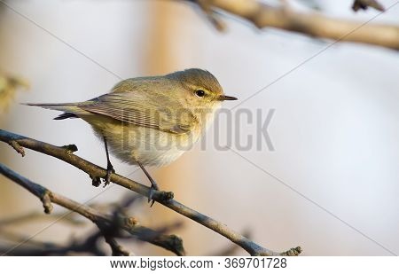European Chiffchaff, Phylloscopus Collybitus. Bird Close-up, Sitting On A Branch