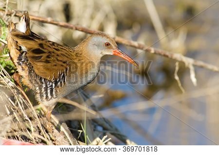Water Rail, Rallus Aquaticus. The Bird Emerged From The Reeds And Poses For The Photographer
