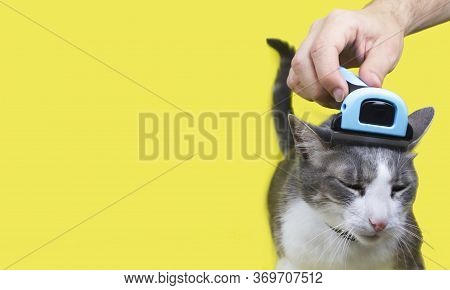 Hand Combing Cat?s Head With Special Deshedding Tool, Pet Care At Moulting Season. Grooming Brush. C