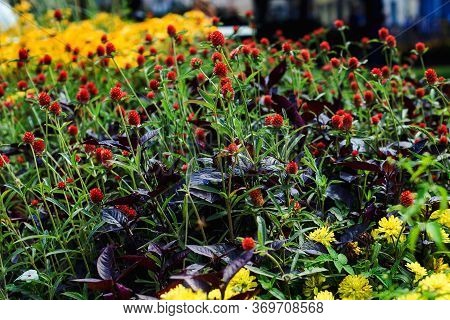 Multi-colored Flowers In The Flowerbed. Summer City Park. Landscaping Using Undersized Plants. Beaut