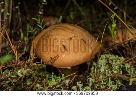 Beautiful Young Mushroom Suillus Luteus Or Slippery Jack In The Moss. Suillus Luteus Closeup. Soft F