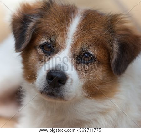Portrait Of A Cute Puppy Of The Da Sean Breed With A Kind Look. Selective Focus. Pets, Dogs, Animals