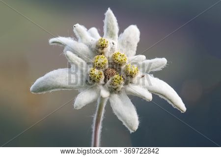 Rare Alpine Blooming Edelweiss Flower (leontopodium Alpinum) In Natural Environment
