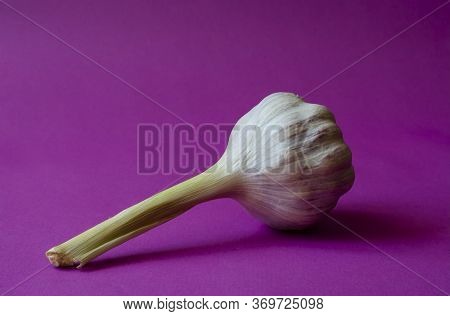 Head Of Fresh Garlic On A Purple Background. A Single Head Of Aromatic Vegetable In A Husk. Useful V