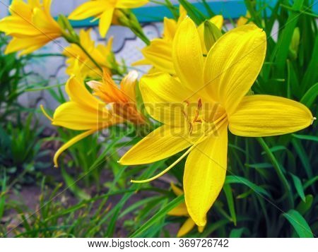 Yellow Daylily Or Yellow Lily Is A Beautifully Flowering Perennial Herb. Species Of The Genus Liliac
