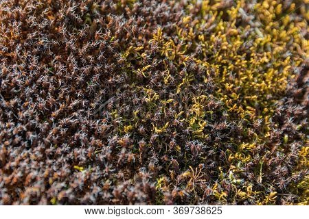 Close-up Of Brown And Green Lichen On The Edge Of The Forest. Macro Moss.