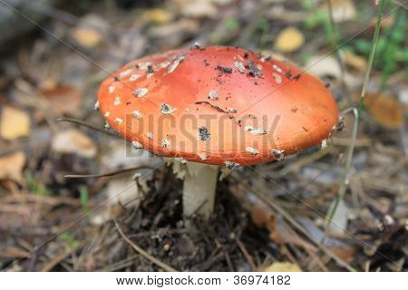 Smuk rød paddehat i efteråret skov