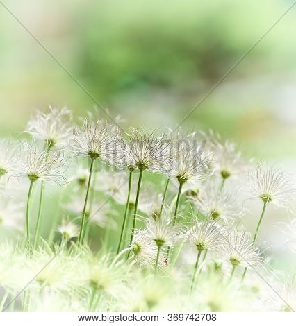 Nature Background With Wildgrass. Selective Focus. Plant Background.