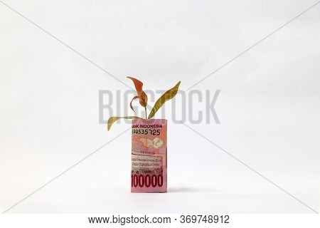 Rolled Banknote Money One Hundred Thousand Indonesia Rupiah And Young Plant Grow Up With White Backg