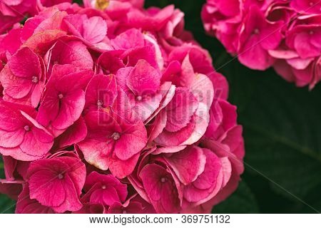Summer Crush Bigleaf Hsummer Crush Bigleaf Hydrangea Closup Of Garden Flower. Floral Theme